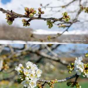 Kirschblüte im Vergleich