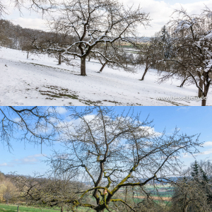 Streuobstgebiet am Wanderweg Kirschblütentraum 